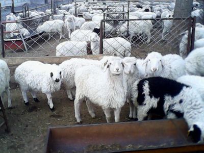 優質肉羊品種與家畜飼養管理指南