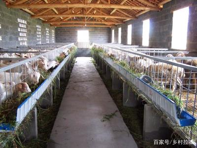 農村俗語“家有萬貫，帶毛的不算”的含義與道理解析