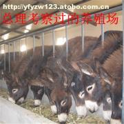 肉?？茖W飼養管理技術要點解析